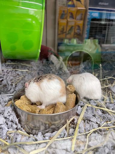 Pet Supply Store «PetSmart», reviews and photos, 1140 W Elliot Rd, Tempe, AZ 85284, USA