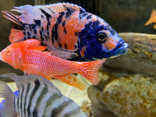 Pet Store «Pet Central», reviews and photos, 1200 Smallhouse Rd, Bowling Green, KY 42104, USA