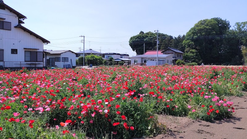 戸崎地区のポピー畑