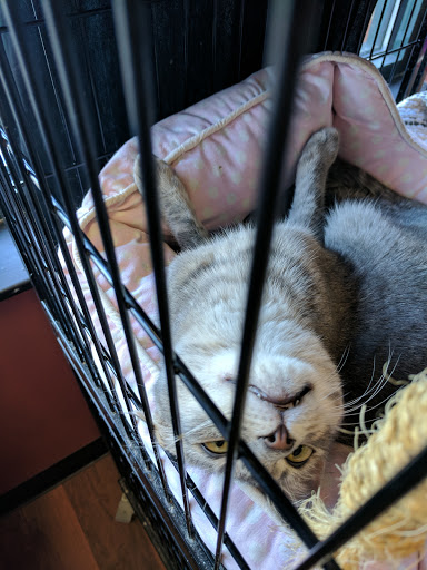 Pet Supply Store «Pet Valu», reviews and photos, 1308 Main Chapel Way, Gambrills, MD 21054, USA