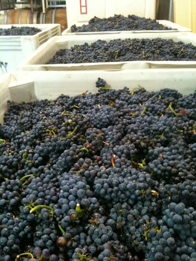 Winery «MJA Vineyards», reviews and photos, 328 Ingalls St, Santa Cruz, CA 95060, USA