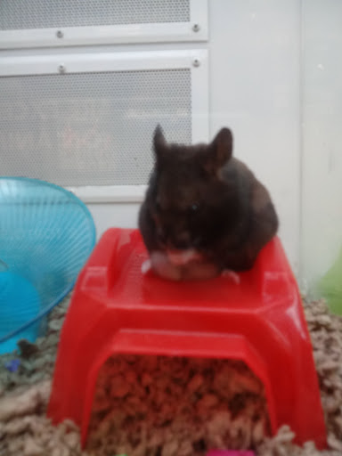 Pet Supply Store «Petco Animal Supplies», reviews and photos, 10235 Indianapolis Blvd, Highland, IN 46322, USA