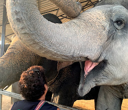 Elephant Jungle Sanctuary Pattaya photo