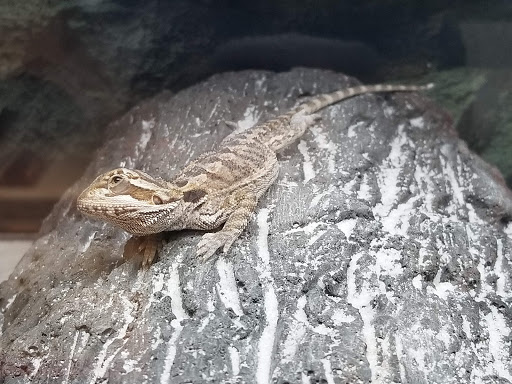 Pet Supply Store «Petco Animal Supplies», reviews and photos, 6137 Mid Rivers Mall Dr, St Charles, MO 63304, USA