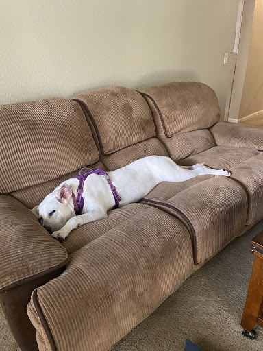 Pet Boarding Service «All About Pets», reviews and photos, 130 Arrow Rd #102, Hilton Head Island, SC 29928, USA