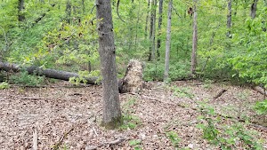 Bicentennial Conservation Area - photo 90