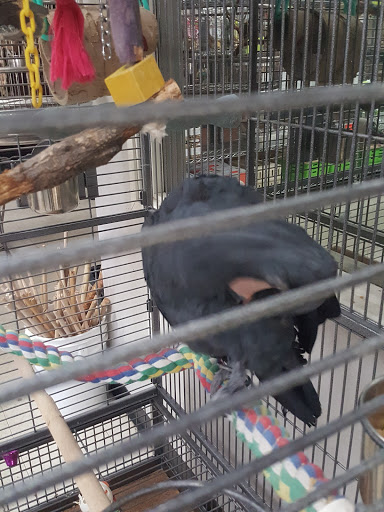 Bird Shop «Arizona Bird Store», reviews and photos, 565 S Dobson Rd, Mesa, AZ 85202, USA