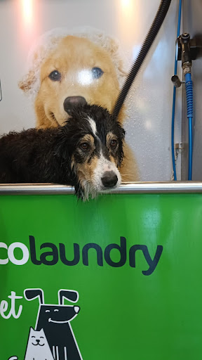 Autolavado de mascotas Ecolaundry Pets Burgos en Burgos, Burgos
