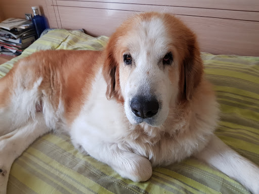 Información y opiniones sobre Abere Clínica Veterinaria de San Sebastián