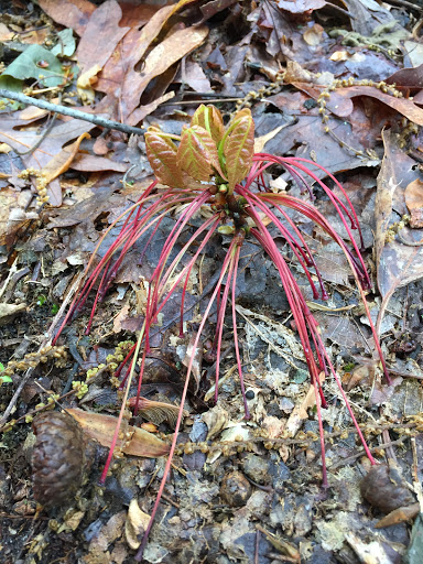 Nature Preserve «Eidolon Nature Preserve», reviews and photos, 2146 Orleans Rd, Great Cacapon, WV 25422, USA