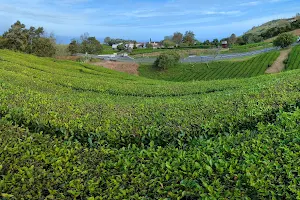Gorreana Tea Plantation image