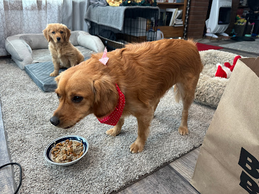 We DO It All Pet Grooming/Keys To Success Animal Behavior and Pet Services Provider