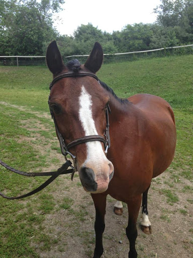 Horse Riding School «Horseng Farm LLC», reviews and photos, 6475 Warden Rd, New Tripoli, PA 18066, USA