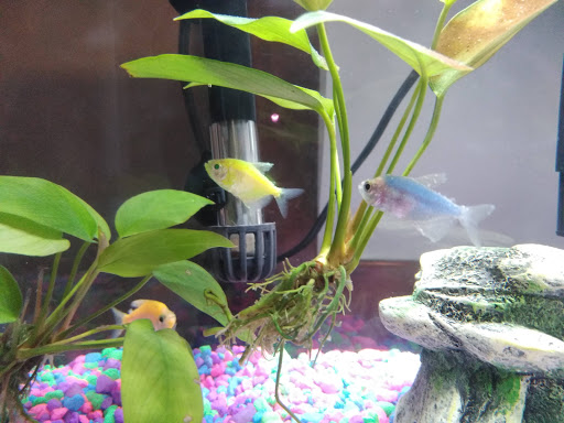 Pet Supply Store «Pet Valu», reviews and photos, 9015 Columbus Pike, Lewis Center, OH 43035, USA