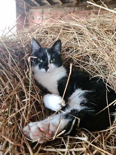 Tierarztpraxis Dr. med. vet. S. Habrock unter Schloß Holte-Stukenbrock, Nordrhein-Westfalen