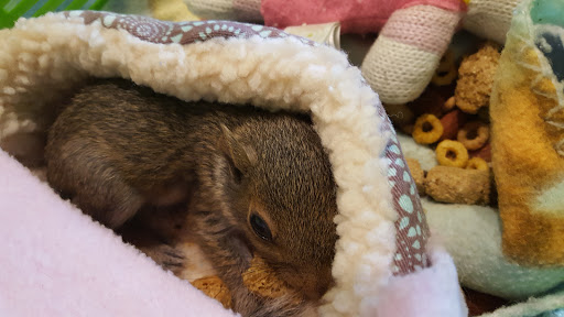 Tropical Fish Store «Saltwater Island», reviews and photos, 15214 Manchester Rd, Ballwin, MO 63011, USA