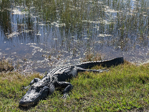 Tourist Attraction «Shark Valley Tram Tours», reviews and photos, 36000 SW 8th St, Miami, FL 33194, USA