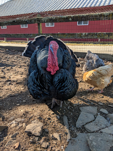 Animal Rescue Service «Ray of Light Farm Inc», reviews and photos, 232 Town St, East Haddam, CT 06423, USA