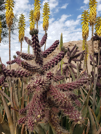 History Museum «Pueblo Grande», reviews and photos, 4619 E Washington St, Phoenix, AZ 85034, USA