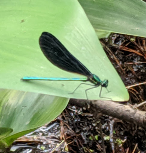 Campground «Lorraine Park Campground», reviews and photos, 133 Jenkins Rd, Andover, MA 01810, USA