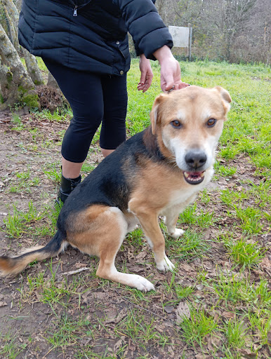 Pensioni per cani e dog hotel a Toelettatura per cani 