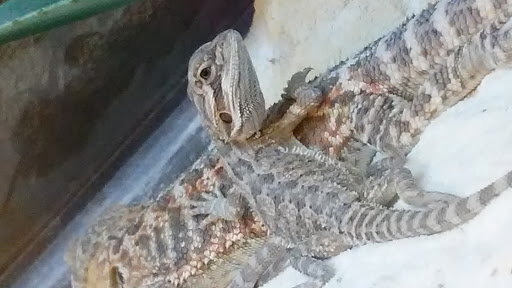 Pet Supply Store «Petco Animal Supplies», reviews and photos, 1951 N Military Trl c, West Palm Beach, FL 33409, USA