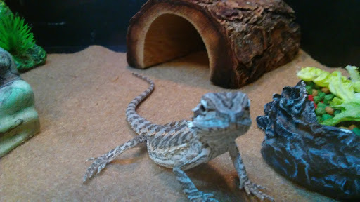 Pet Supply Store «PetSmart», reviews and photos, 400 S State Rd, Springfield, PA 19064, USA