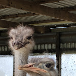 Photo n°8 de l'avis de Axel. fait le 21/07/2021 à 11:47 sur le  Hofladen Straussenfarm Ostseeblick à Hohenfelde