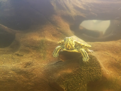 Reptile Store «The House Of Reptiles», reviews and photos, 5501-1 Beach Blvd, Jacksonville, FL 32207, USA