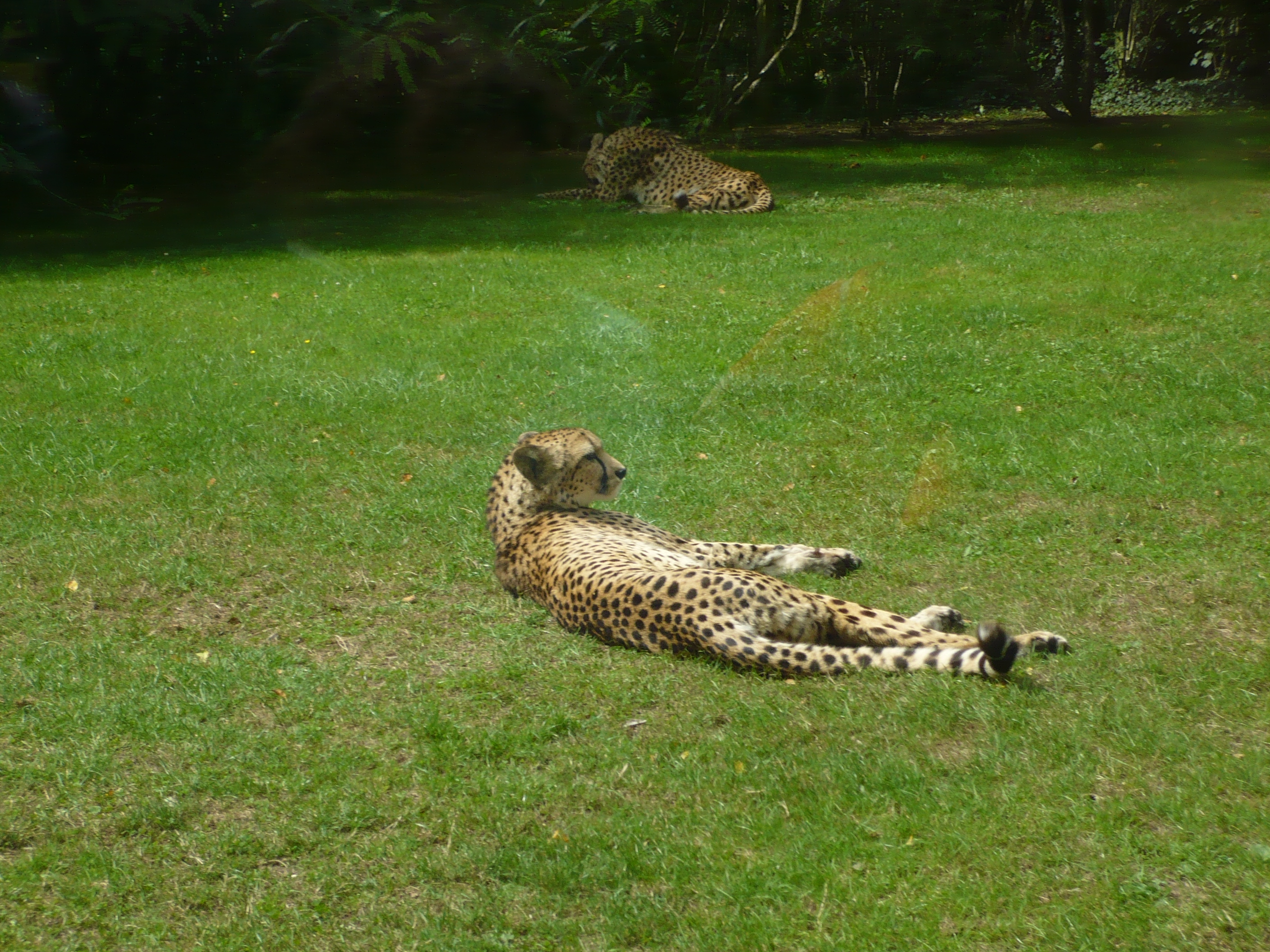Photo n° 38 de l'avis de Arthur.i fait le 10/07/2021 à 10:56