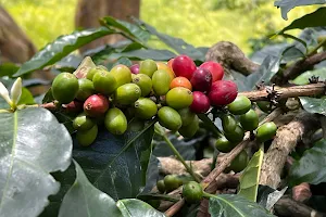 Finca Alsacia - Hane Coffee image