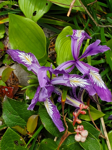 Tourist Attraction «Heceta Head Lighthouse», reviews and photos, 725 Summer St, Florence, OR 97439, USA