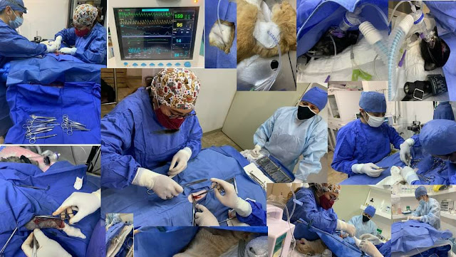 Centeno Clínica Veterinaria