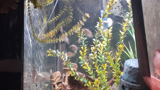 Pet Store «Precious Pets III», reviews and photos, 1091 US-130, Burlington, NJ 08016, USA