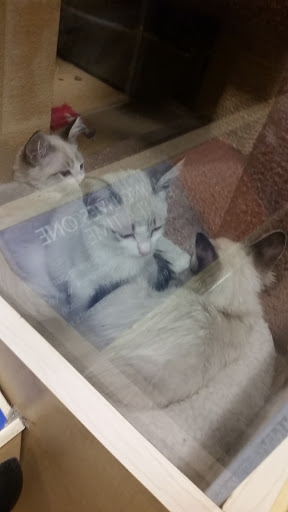 Pet Supply Store «PetSmart», reviews and photos, 12483 Limonite Ave, Mira Loma, CA 91752, USA