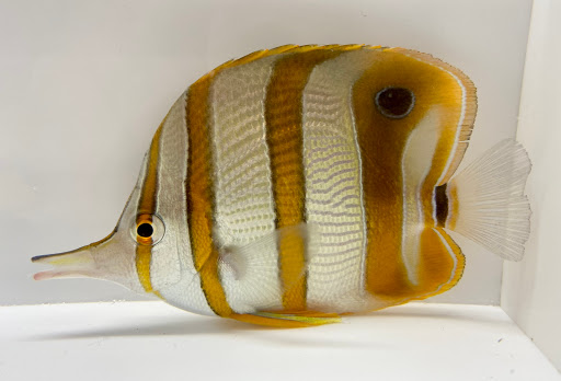 Tropical Fish Store «New York Reef Aquatic», reviews and photos, 45-62 162nd St, Flushing, NY 11358, USA