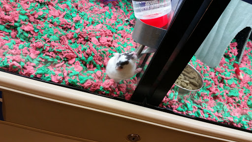 Pet Supply Store «PetSmart», reviews and photos, 916 Loganville Hwy, Bethlehem, GA 30620, USA