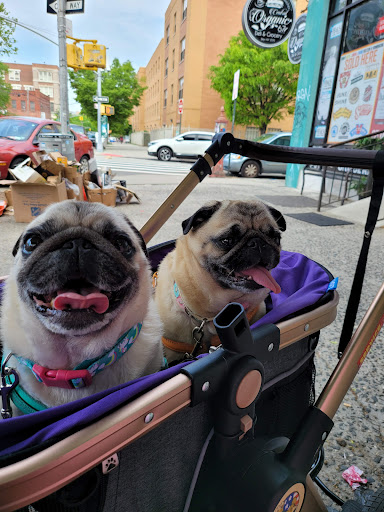 Pet Supply Store «Pet NV», reviews and photos, 71 Central Ave, Brooklyn, NY 11206, USA