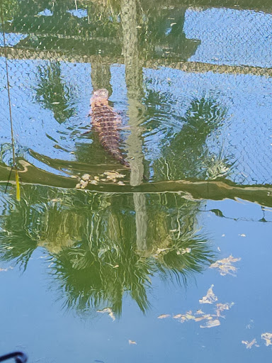 Miniature Golf Course «Golf N Gator», reviews and photos, 6355 N Atlantic Ave, Cape Canaveral, FL 32920, USA