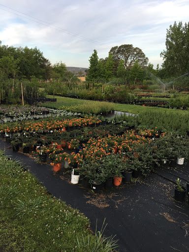 Florist «Bald Mountain Nursery», reviews and photos, 6195 Bald Mountain Rd, Browns Valley, CA 95918, USA