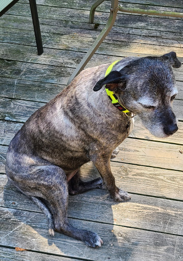 Pet Supply Store «PetSmart», reviews and photos, 3033 NY-50, Saratoga Springs, NY 12866, USA