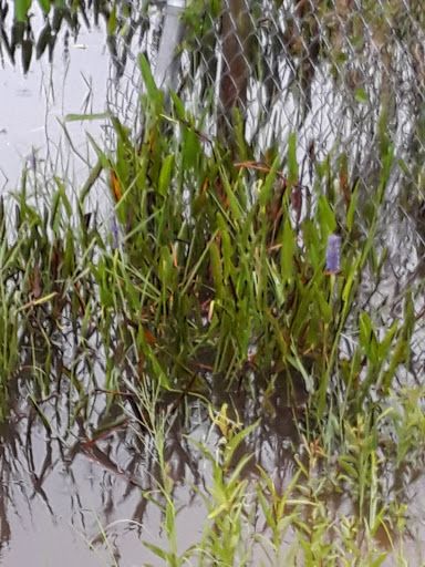 Nature Preserve «Karen T. Marcus Sandhill Crane Access Park», reviews and photos, 8175 PGA Boulevard, Palm Beach Gardens, FL 33418, USA