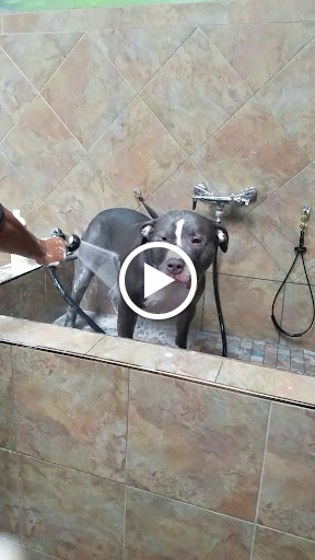 Pet Store «Pet Valu», reviews and photos, 49 East City Line Ave, Bala Cynwyd, PA 19004, USA