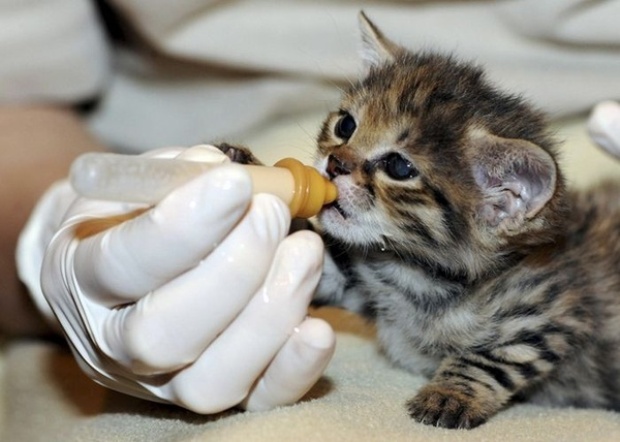 https://www.facebook.com/clinicaveterinaria.fraga