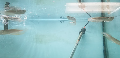 Aquarium «Beltway Aquarium», reviews and photos, 3306 Crain Hwy, Waldorf, MD 20603, USA