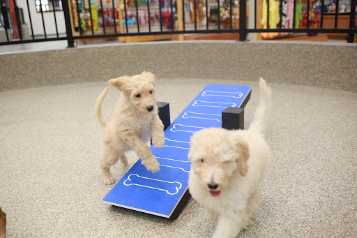 Pet Store «Animal Kingdom», reviews and photos, 4500 N Oracle Rd #254, Tucson, AZ 85705, USA