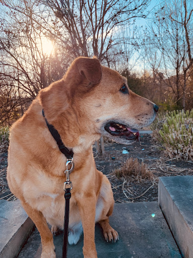 Pet Supply Store «PetSmart», reviews and photos, 5401 N Garland Ave, Garland, TX 75040, USA