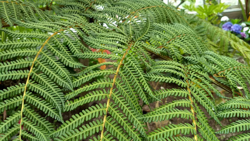 Botanical Garden «Roger Williams Park Botanical Center», reviews and photos, 1000 Elmwood Avenue, Providence, RI 02905, USA