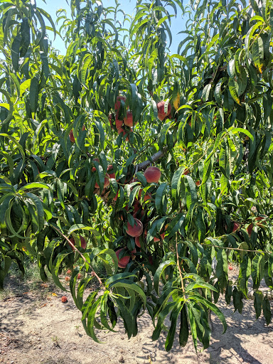 Vineyard «Martin Vineyards», reviews and photos, 213 Martin Farm Ln, Knotts Island, NC 27950, USA