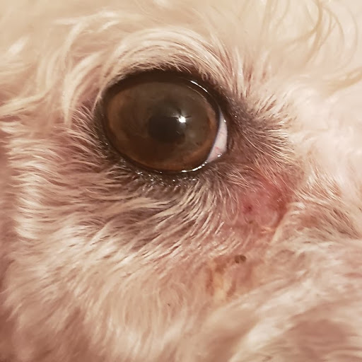 Pet Supply Store «Petco Animal Supplies», reviews and photos, 1419 Towne Square Blvd NW, Roanoke, VA 24019, USA